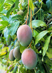 mango fruit on a mango tree