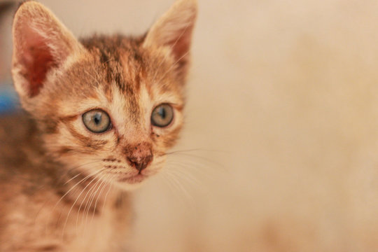 One Small Orange Cat Playing Happily And Look Straight.