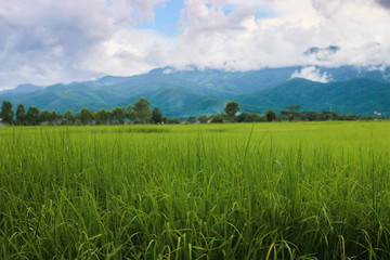 Fototapeta premium Beautiful green mountain and blue sky