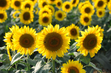 sunflower blooming in the field in summer