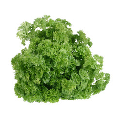Fototapeta premium Bunch of fresh green curly parsley. Isolated on white background