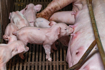 Newborn piglets fed milk from the mother pig, then fell asleep..