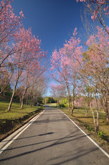 Wild Himalayan Cherry at Chiang Mai, Thailand