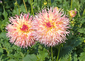 Dahlien, Dahlias