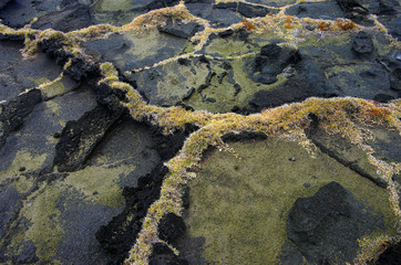 Tropiques - Pelouses sur coulée de lave du littoral