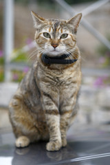 Gato