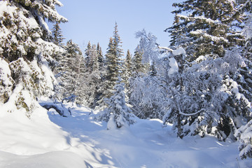 Winter forest. Snow covered spruces.