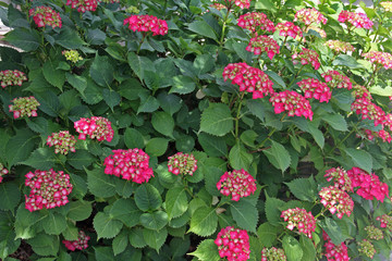 Fototapeta premium Hortensie