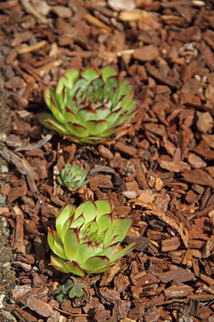 Steinrose