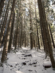 Snowy Hiking Trail Through Trees in Forest