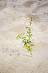 close up plant on sand beach