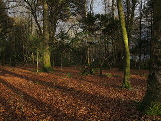 Autumn in Scotland