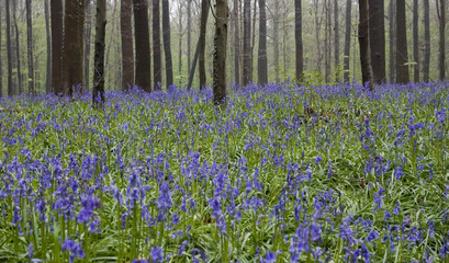Wild flowers hyacints in the Belgian spring woods 3
