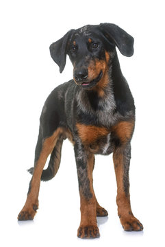 young beauceron in studio
