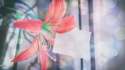 The orange flower of lily, the room plant, the words on the pape