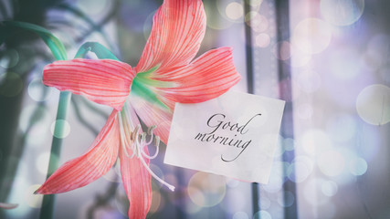 The orange flower of lily, the room plant, the words on the pape