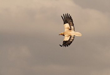 Adult of Egyptian vulture flying. Neophron percnopterus