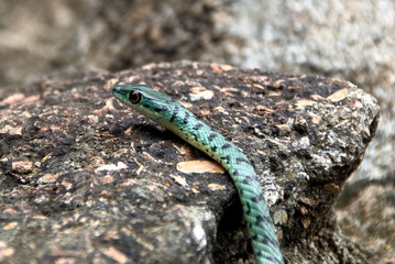 Spotted Bush snake moving over the rocks to get to the cover of the trees
