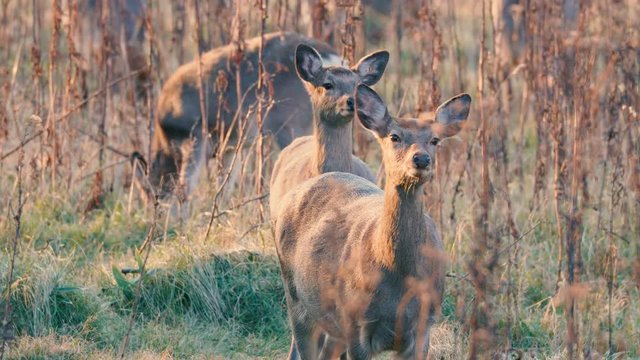 Hokkaido Sika Deer,in Shiretoko National Park,Hokkaido,Japan,Filmed in 4K