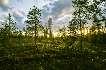 Obraz premium A beautiful bog landscape with cottongrass in sunset