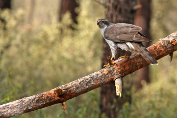 Adult male of Northern goshawk. Accipiter gentilis