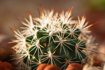 Cactus ,plants desert .