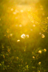 A beautiful bog landscape with cottongrass in sunset with a sun flare - a dreamy look