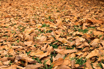 Close up view on the ground covered with fallen dry leaves 