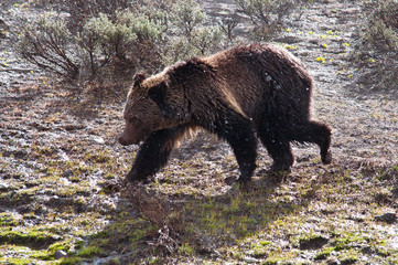 Grizzly a Yellowstone