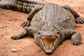 Obraz premium Nile crocodile with gaping mouth to control body temperature 