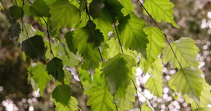 fresh birsh tree leaves moving in the wind