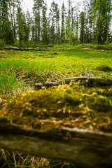 A beautiful Finnish forest landscape