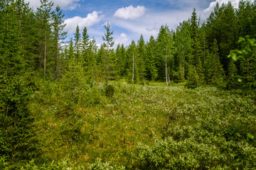 Fototapeta na wymiar A beautiful Finnish forest landscape