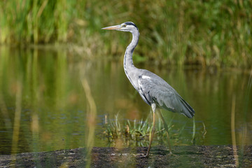 Grey heron in river