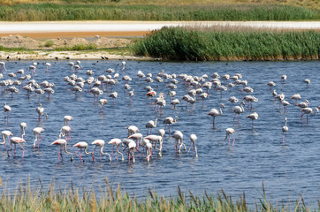 Flamingos eating in the lagoon