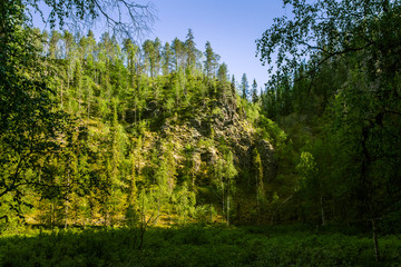 A beautiful Finnish forest landscape