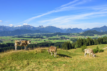 Obraz premium Kuhweide mit Aussicht im Allgäu