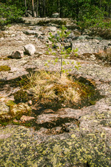 A beautiful rocky forest landscape in Finland