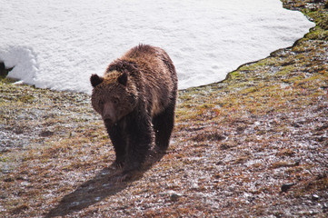 Grizzly a Yellowstone