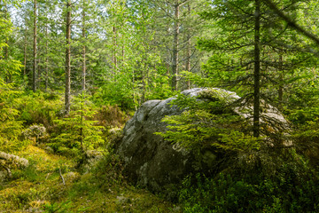 Fototapeta na wymiar A beautiful rocky forest landscape in Finland
