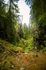 Fototapeta premium A beautiful rocky forest landscape in Finland