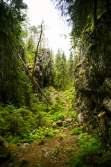A beautiful rocky forest landscape in Finland