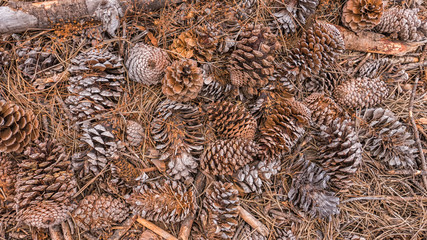 Forest Floor with Pine Cones