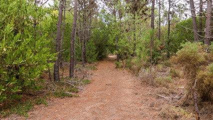 Path through a tunnel made out of trees