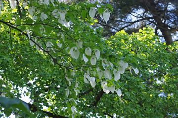 Taschentuchbaum oder Davidia involucrata -  dove-tree or Davidia involucrata
