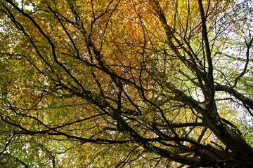 trees woods shropshire