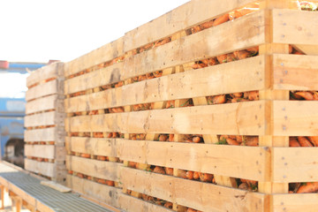 Wooden crates with freshly harvested carrot