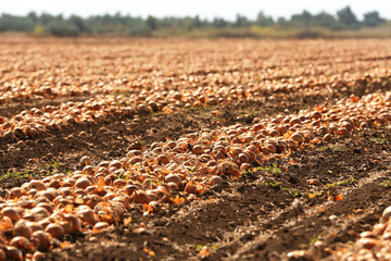 Field with onions for harvest