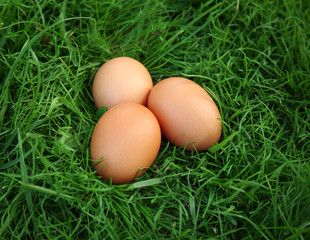 Raw eggs on green grass background
