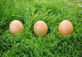 Raw eggs on green grass background